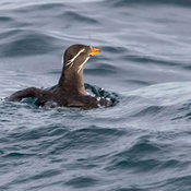 Rhinoceros Auklet
